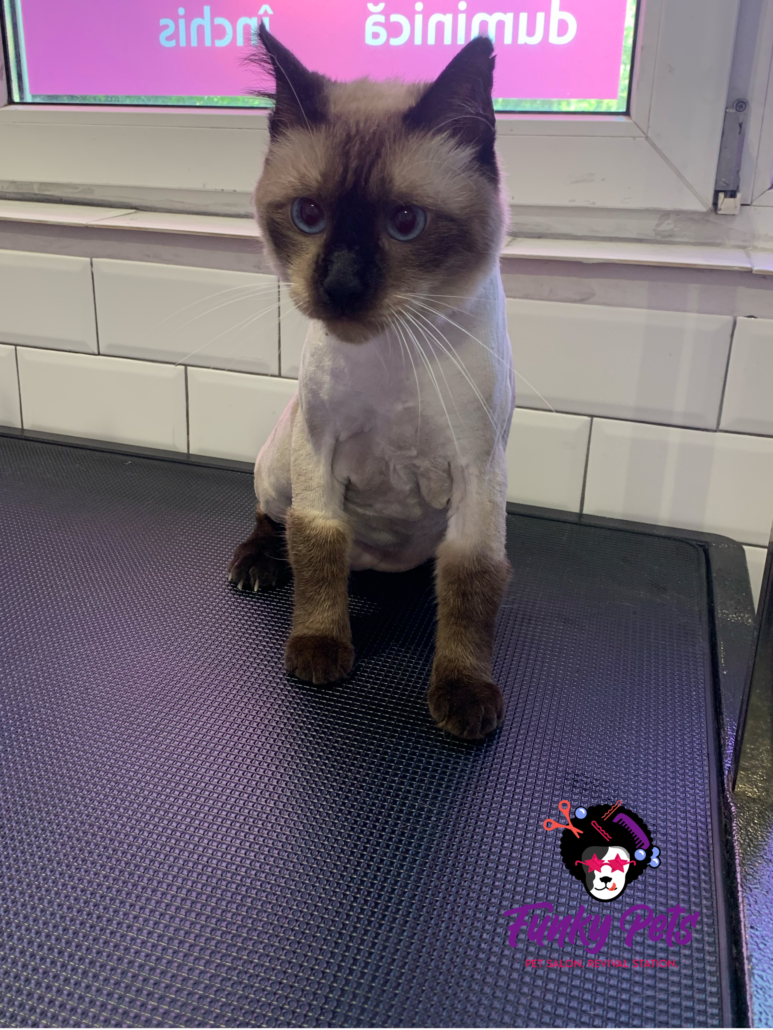 Pisică după toaletaj felin profesional — Funky Pets, Sector 4 București