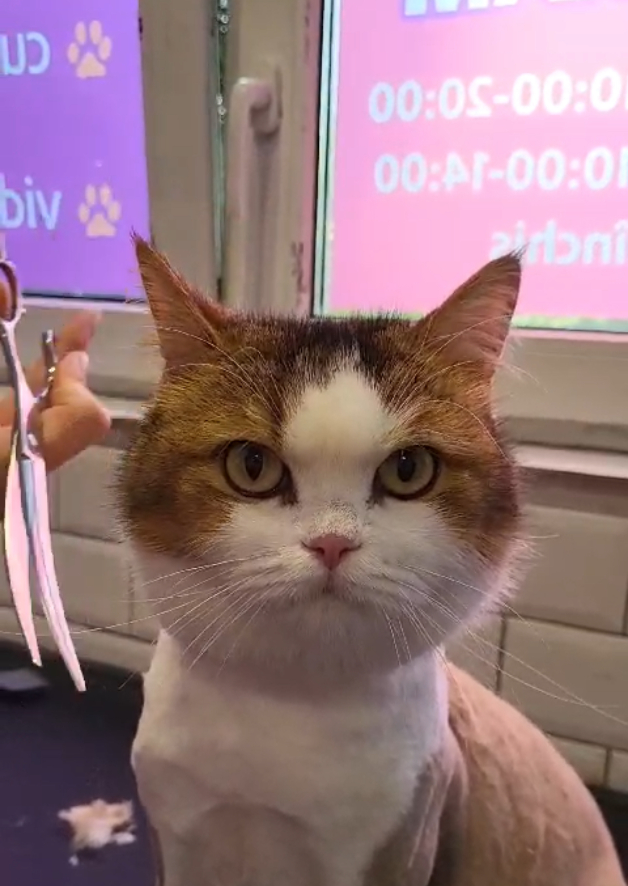 Pisică după spălat și toaletaj felin profesional — Funky Pets, Sector 4