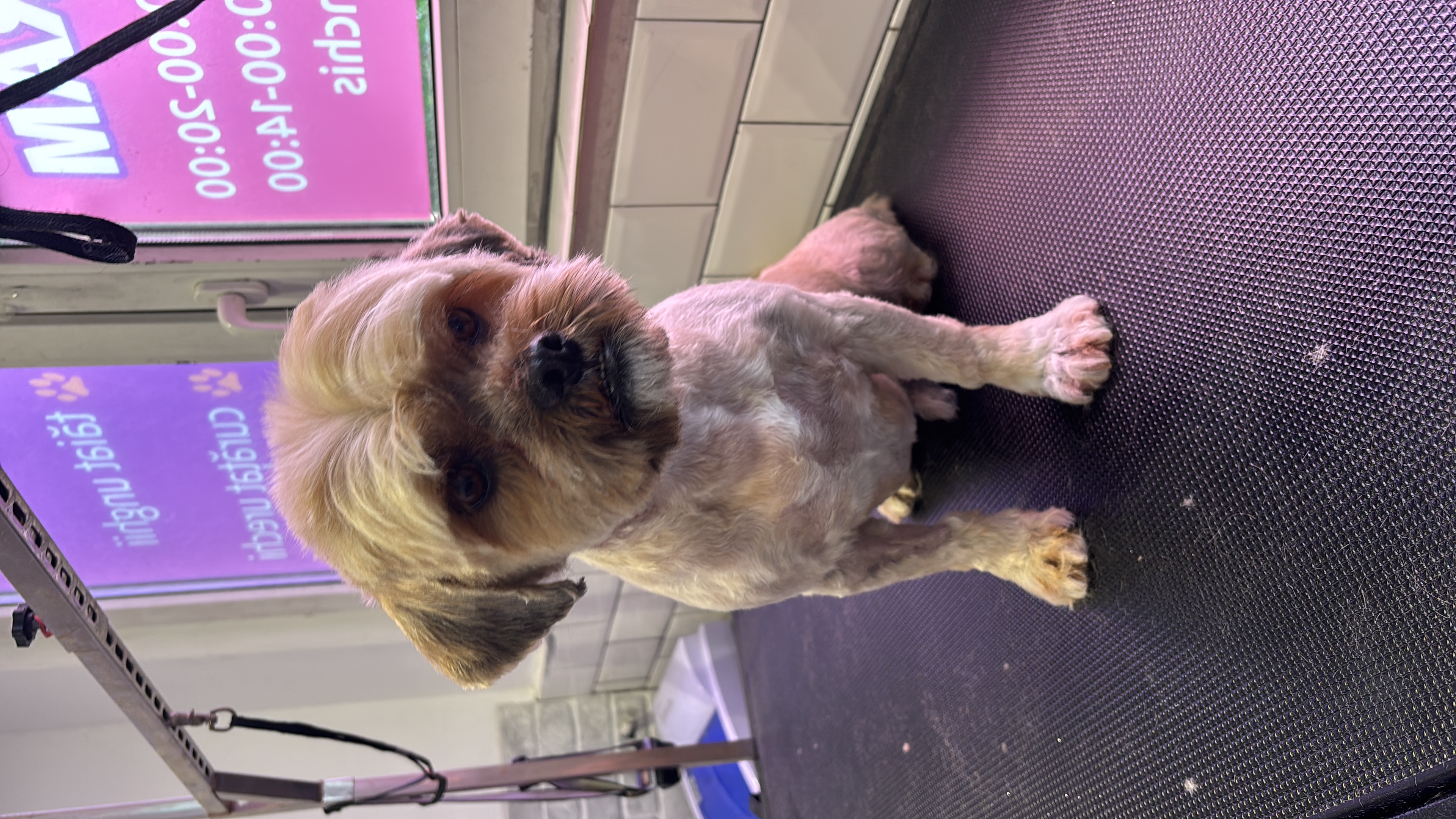 Câine după frizerie canină profesională — Funky Pets, Sector 4 București