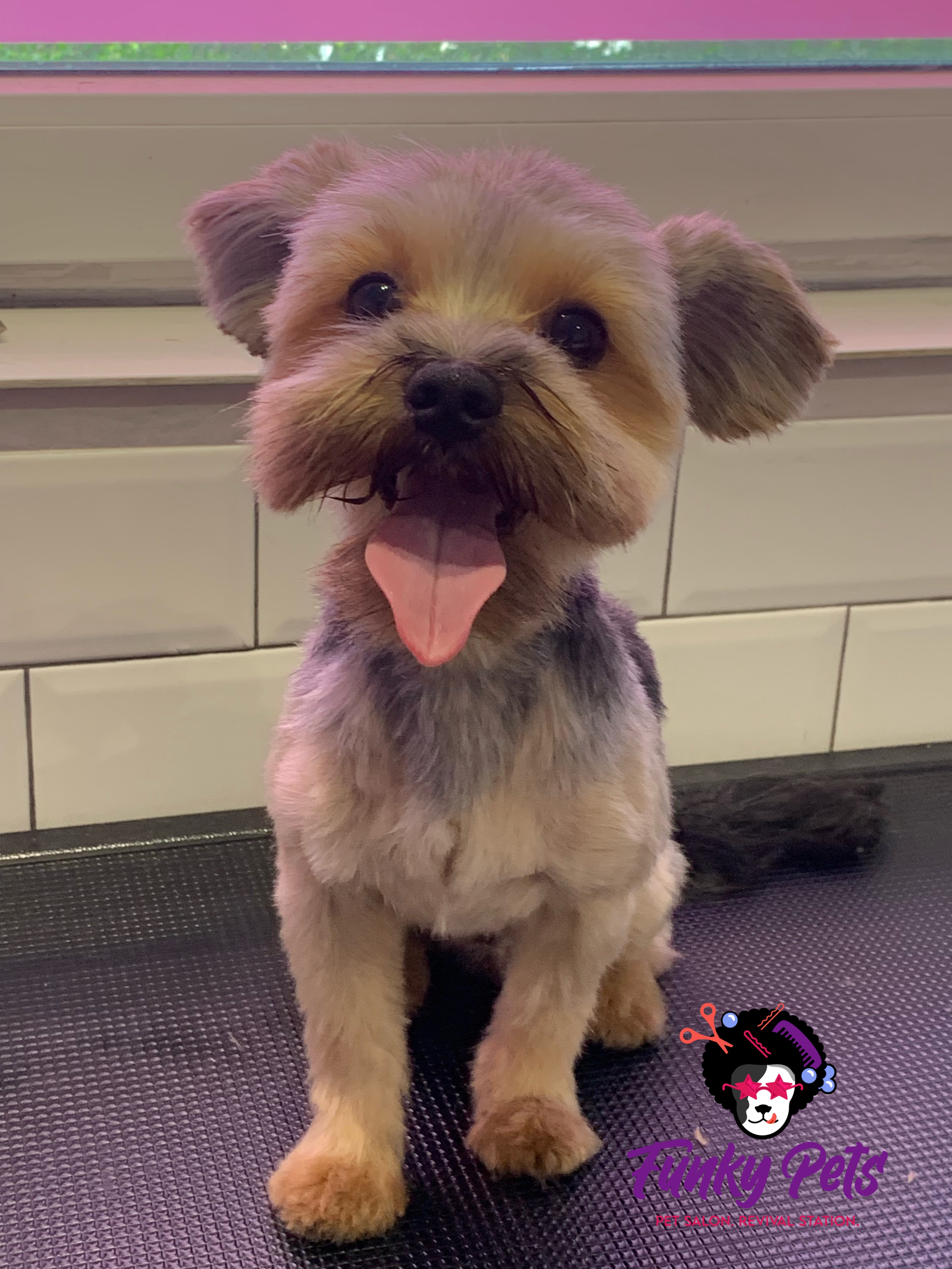 Yorkshire Terrier după tuns și grooming — Funky Pets, Sector 4 București