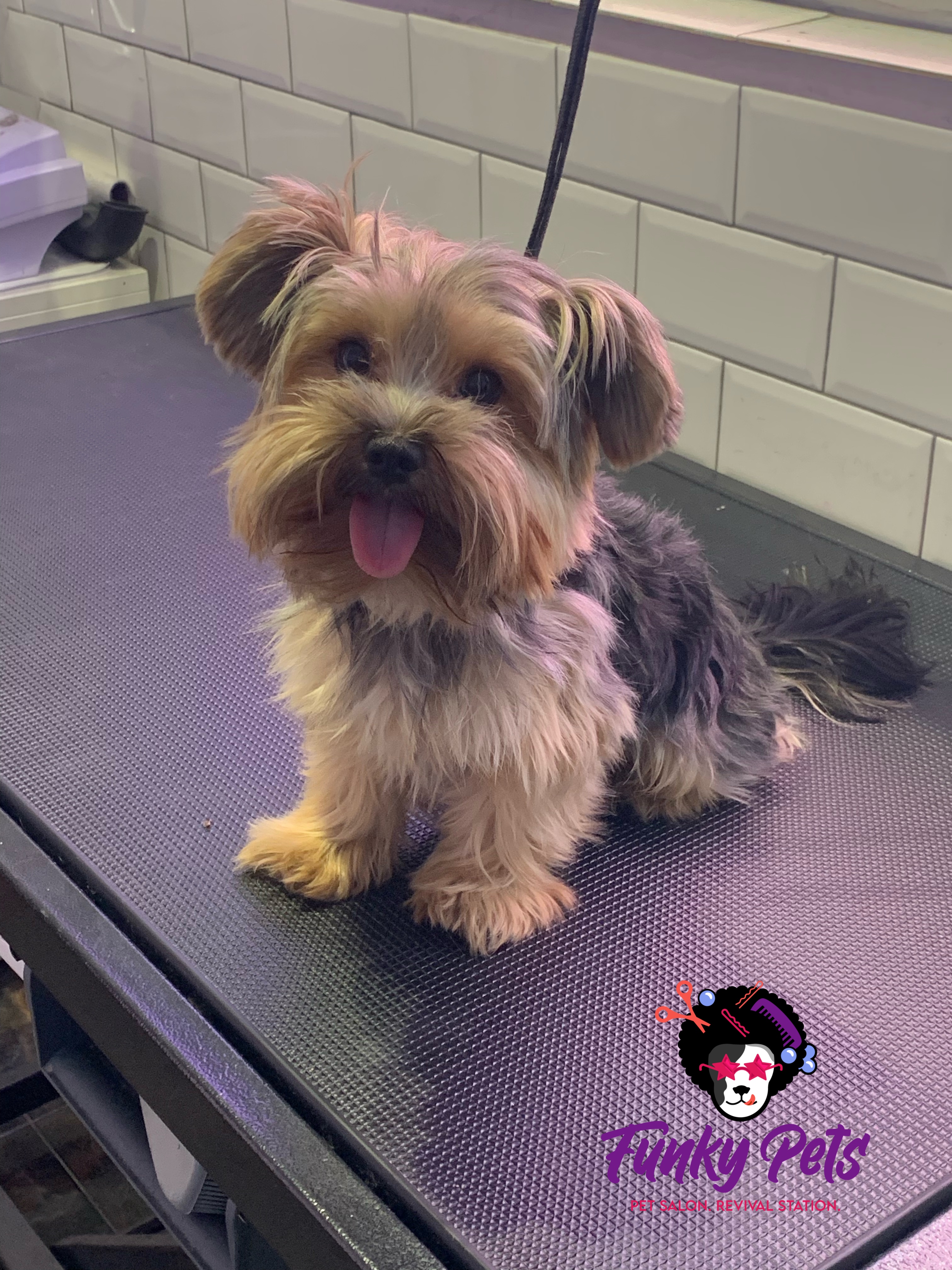 Yorkshire Terrier înainte de frizerie canină la Funky Pets