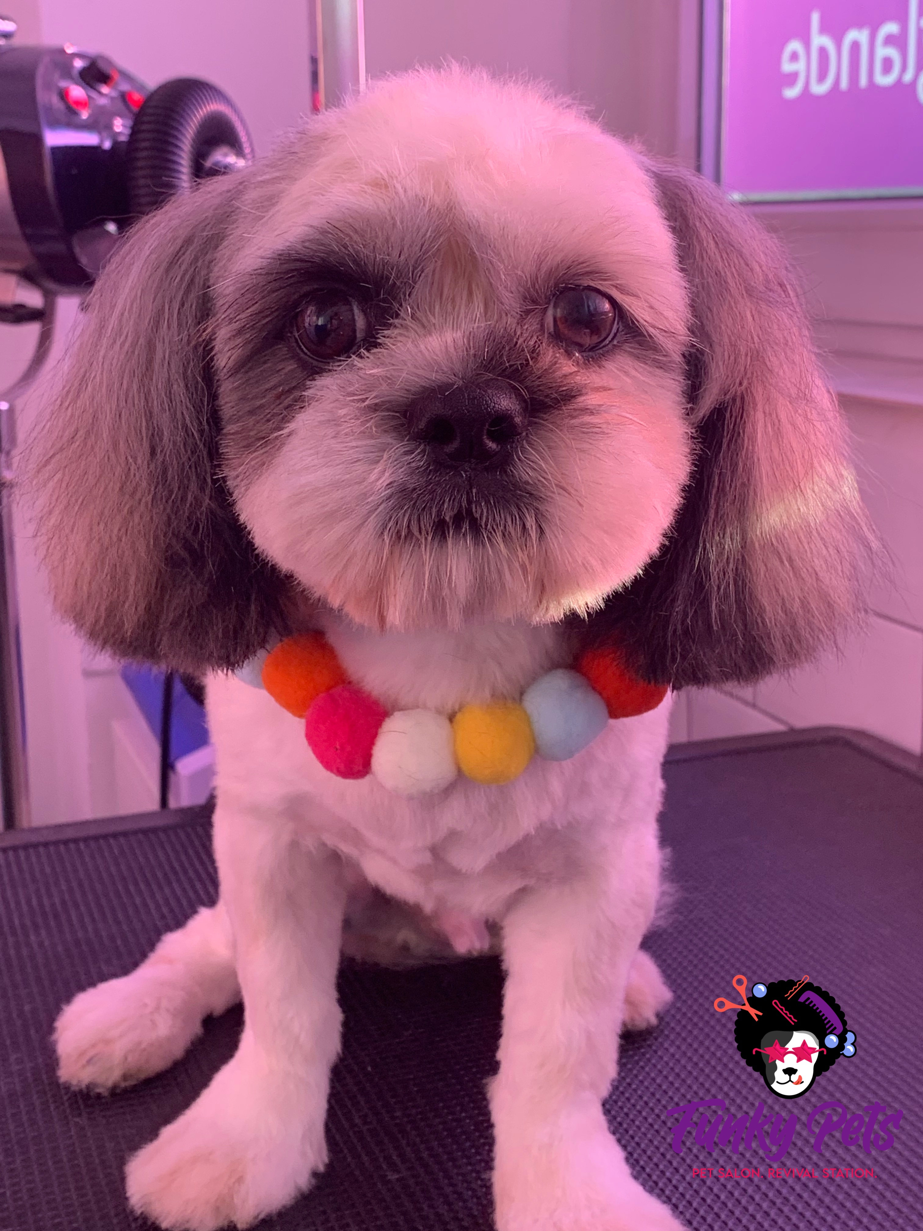 Shih Tzu după tuns și frizerie canină — Funky Pets Sector 4 București