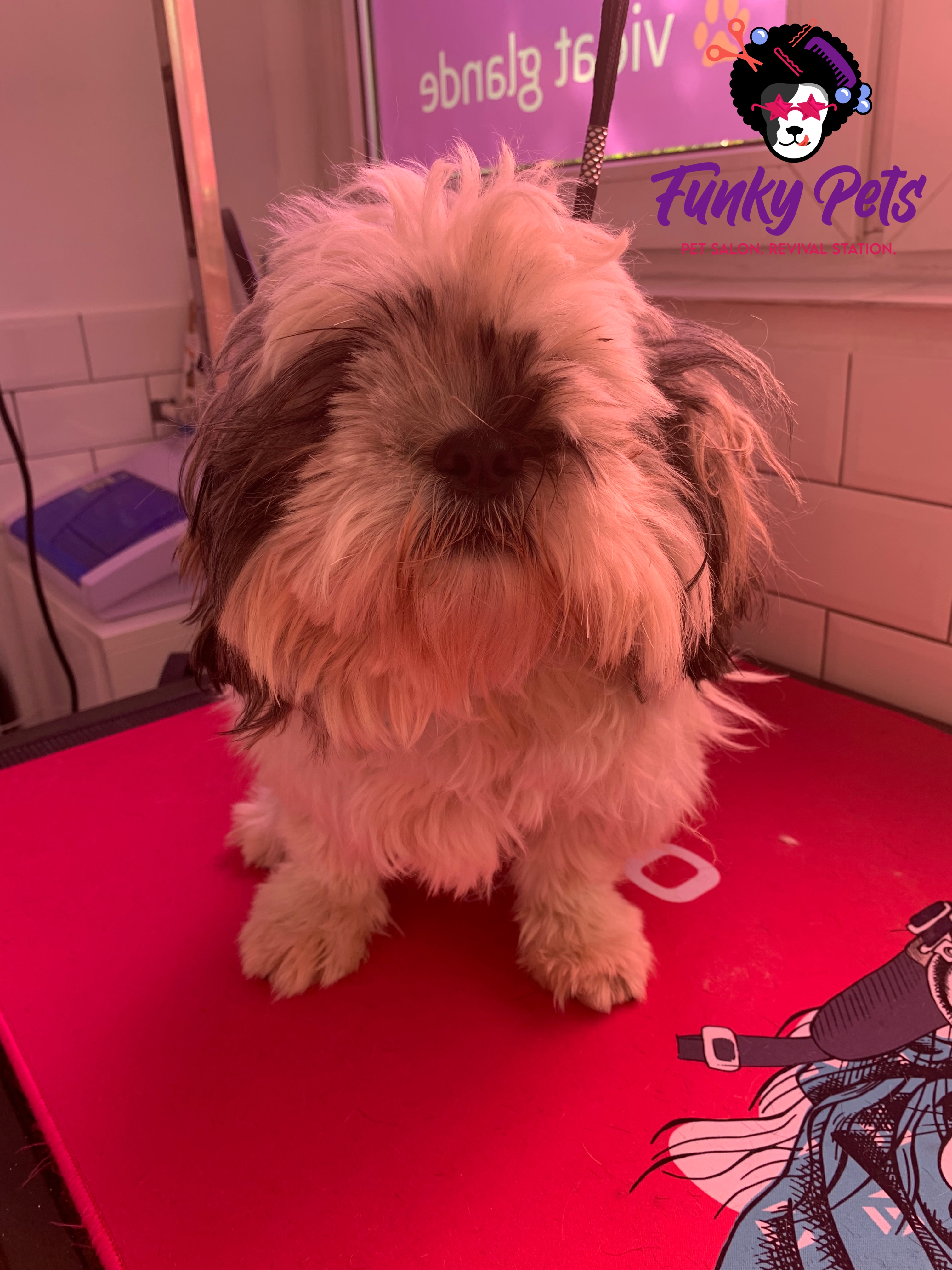 Shih Tzu înainte de frizerie canină la Funky Pets