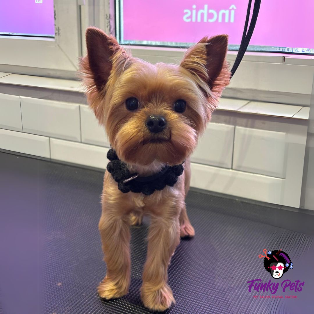 Yorkshire Terrier după grooming profesional — Funky Pets, Sector 4 București