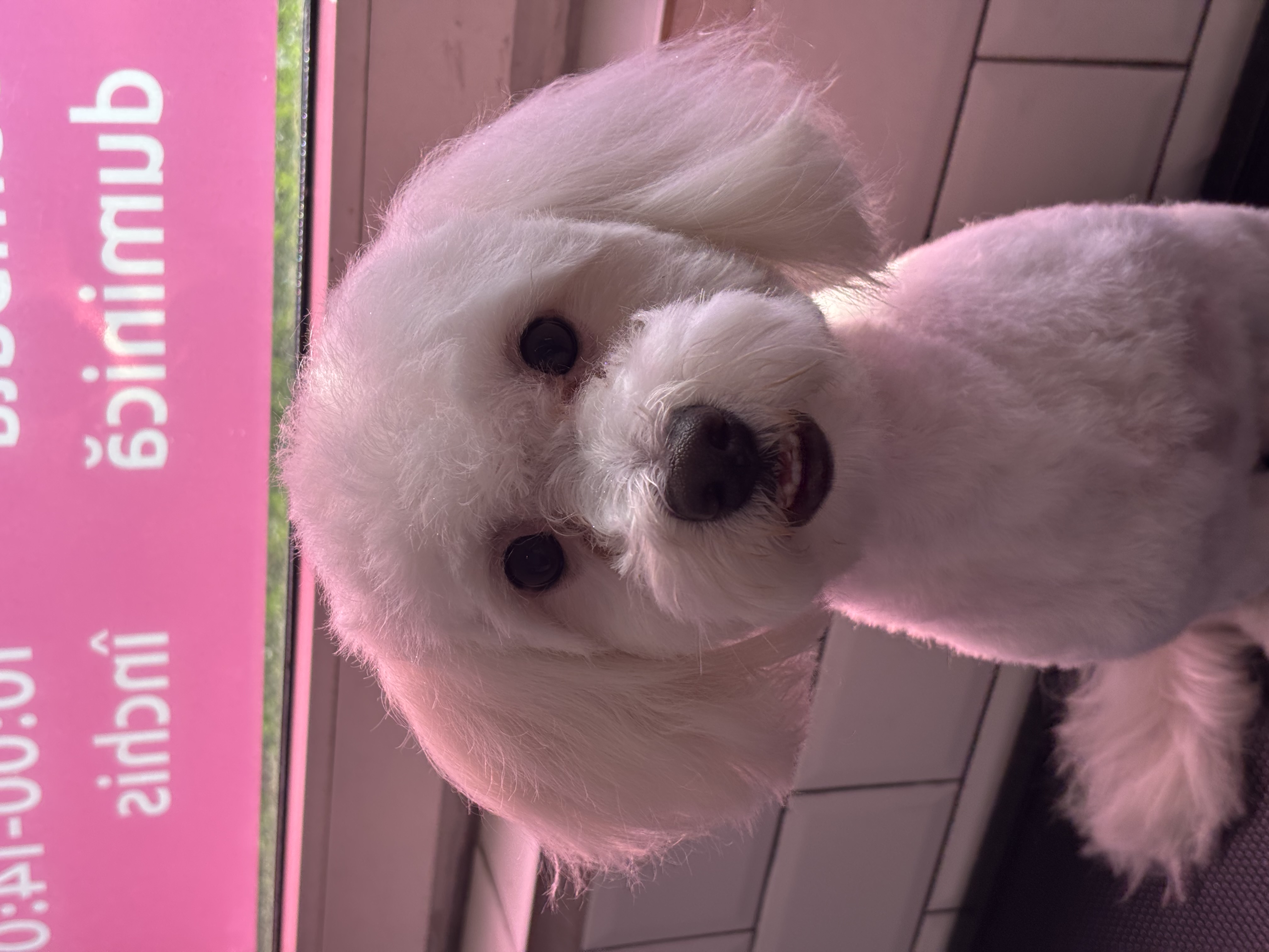 Bichon Maltez după grooming și frizerie canină — Funky Pets Sector 4