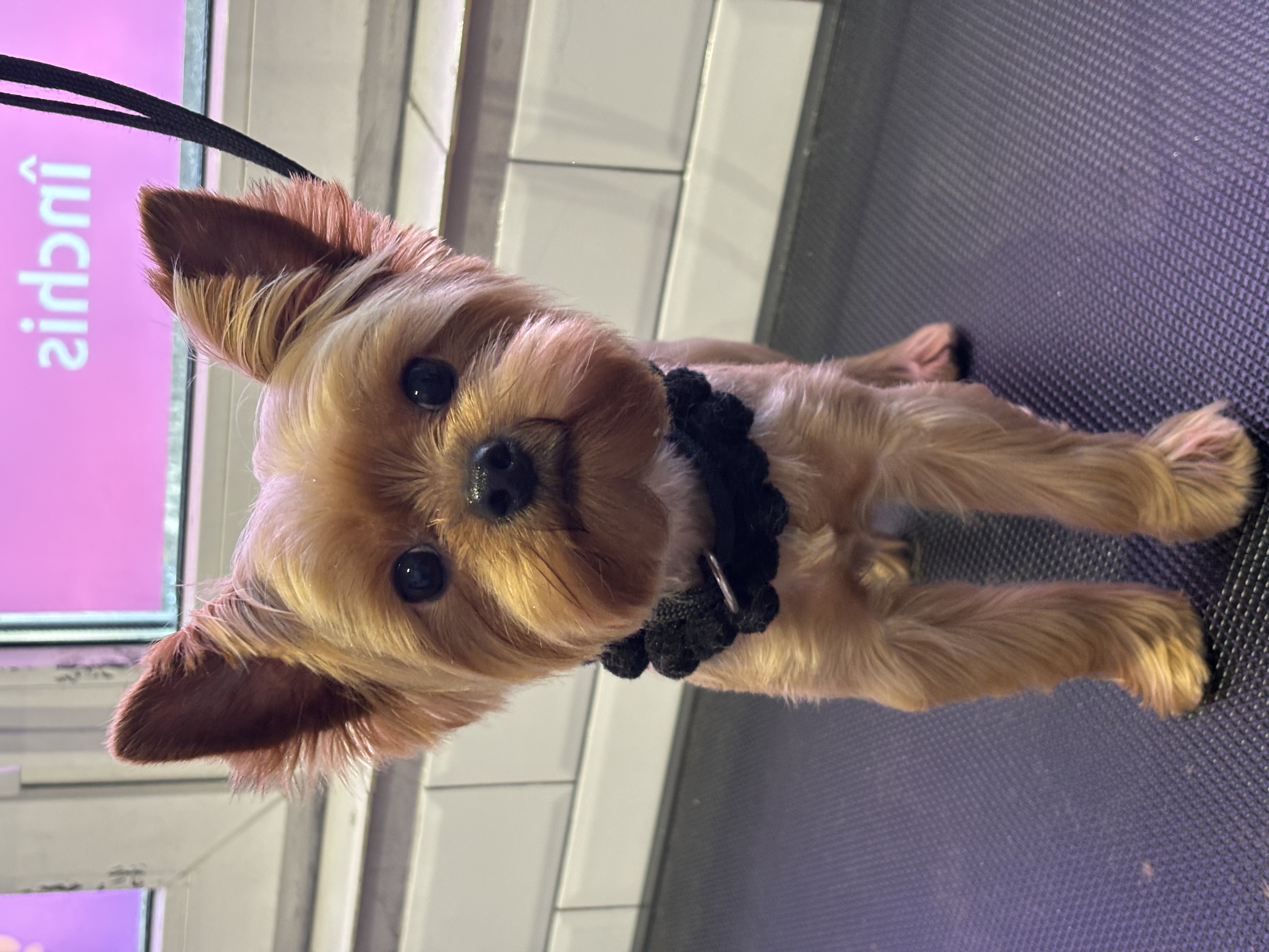 Câine după tuns și frizerie canină la Funky Pets, Dimitrie Cantemir