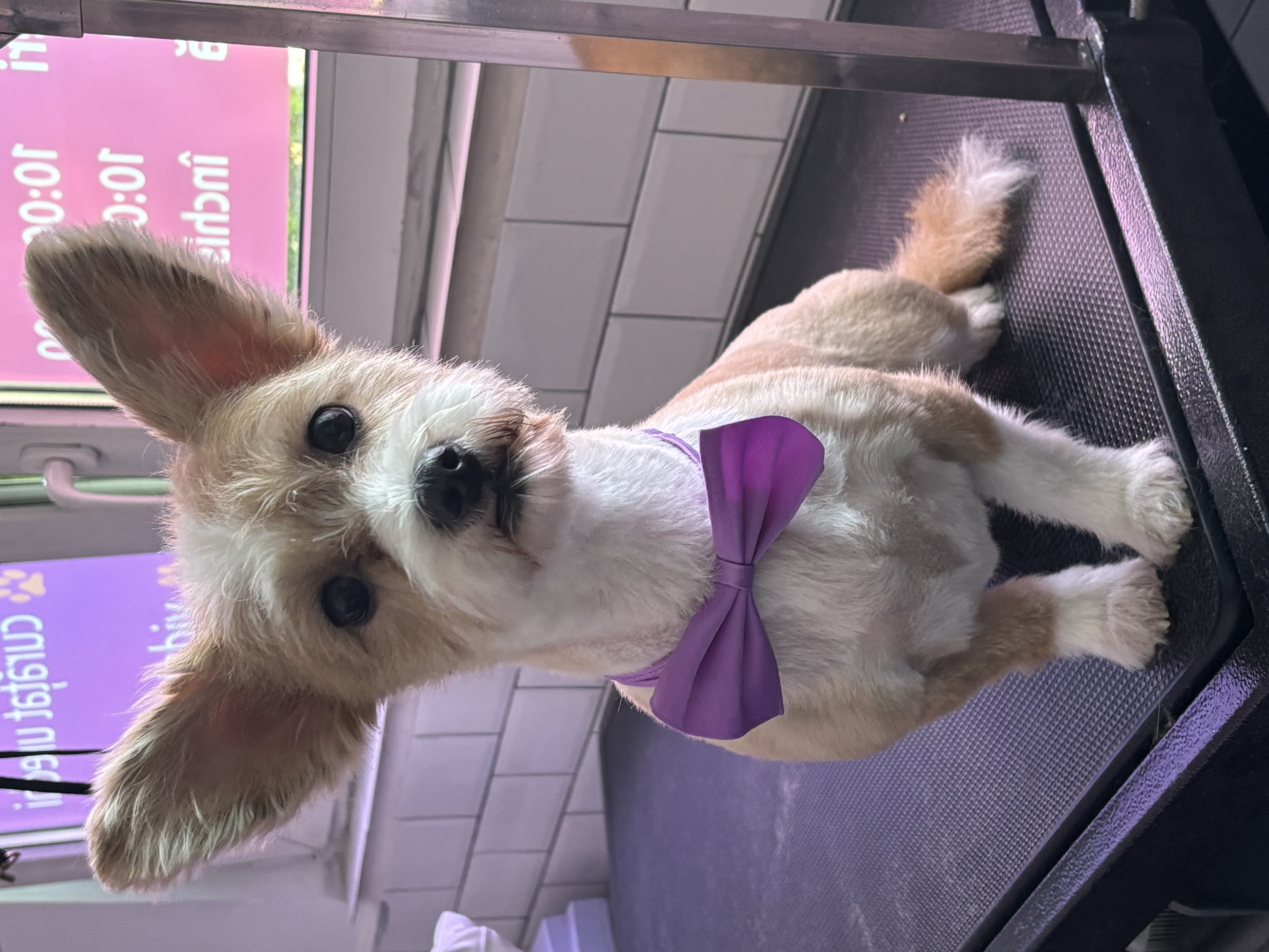 Caniche după grooming și tuns la Funky Pets, Sector 4 București